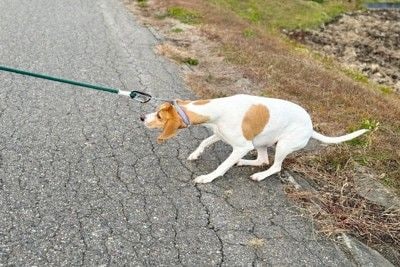 リードを引っ張って抵抗するビーグル