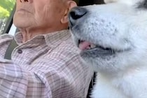 おじいちゃんが運転する『車の助手席』に乗るおばあちゃん犬→熟年夫婦のようで…とんでもなく尊い光景が69万再生「そっくり」「心が通じてる」