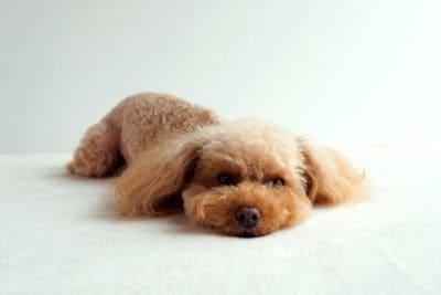 ぐったりと床に伏せる犬