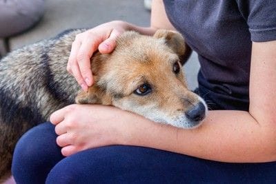 女性に撫でてもらう犬