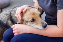 犬が『ツライ』ときにみせる行動５選　痛みや体の不調を訴えているサインとは？