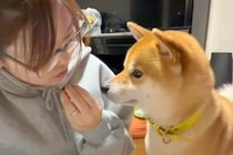 犬の前で『食べるフリ』をした後『あげるフリ』をした結果→あまりにも可愛いやり取りが14万再生「エアーおやつ」「付き合ってあげてる感ｗ」