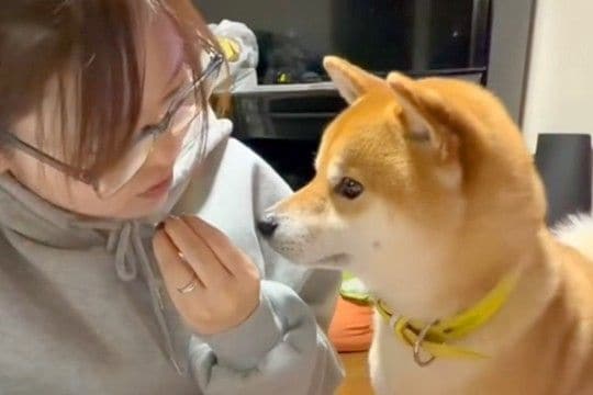 犬の前で『食べるフリ』をした後『あげるフリ』をした結果→あまりにも可愛いやり取りが14万再生「エアーおやつ」「付き合ってあげてる感ｗ」