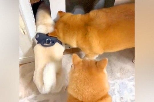 犬たちが外に出たがるので、ドアを開けた結果→『ムチムチボディの犬』だけが…コントのような展開に爆笑「グラマラスボディw」「挟まってて草」
