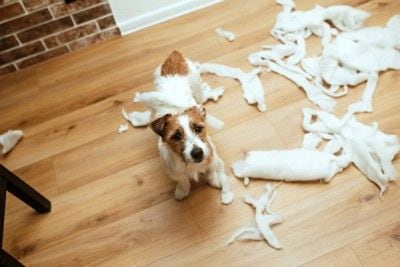 ボロボロにした犬