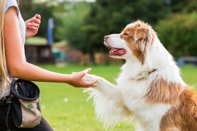 トレーニングをする犬