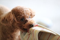放置してはいけない『犬の問題行動』3つ　取り返しのつかないことになる前にすべき対策まで