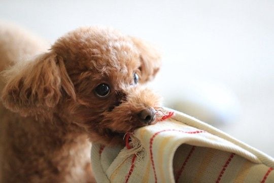 放置してはいけない『犬の問題行動』3つ 取り返しのつかないことになる前にすべき対策まで