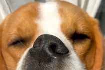 窓際で爆睡する犬→『可愛く寝ているかな』と撮影した結果…思わず二度見してしまう『衝撃の寝顔』が15万再生「研ナオコで草」「お口がｗｗ」