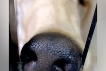『美しく、高貴な犬』と言われるアフガンハウンド→実際に飼ってみると…想像を違いすぎる『衝撃の寝顔』が29万再生「白目で草」「爆笑ｗｗ」