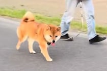 散歩中の犬に内緒で『目の前を素通りしてみた』結果→『振り向いてくれた！』と思ったら…切ない展開に反響「可愛すぎｗ」「たぶん気づいてる」