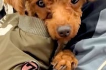 捨てられて、ひとりぼっちだった犬→譲渡会でも引き取られず…最終日に訪れた『運命の出会い』と『激変した生活』に涙「第二の犬生」「幸せに」