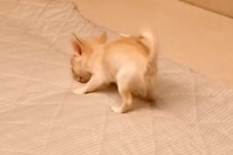極小赤ちゃん犬が『お布団』の上に乗ったら→嬉しくなりすぎて…テンションMAXな『愛おしい光景』が18万再生「天使」「ぽてっとなるの尊い」