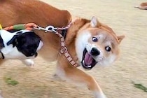 全力で遊ぶ2匹の犬→ふと後ろの方を見ると、5歳の先輩犬が…『貫禄がありすぎる光景』が20万表示「最高」「やんちゃと大人を同時に味わえる」