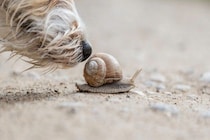 犬が『カタツムリ』を誤食してしまったら…食べたときに現れる危険な症状とは？