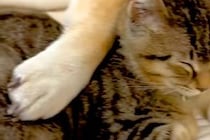 『犬が大好きな元野良猫』と『塩対応な犬』が一緒に眠ったら→おててを添えて…絵本のような『尊すぎる光景』が46万再生「素敵」「カップルｗ」