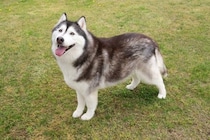 『大型犬』人気ランキングトップ5　大きなワンコの知られざる魅力や飼い方の注意点まで