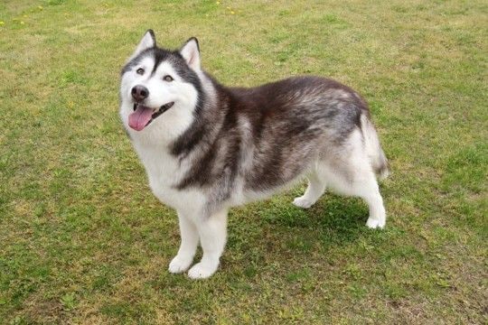 『大型犬』人気ランキングトップ5　大きなワンコの知られざる魅力や飼い方の注意点まで