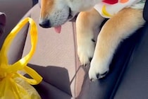 車でお出かけをしている犬→途中で眠たくなってしまい、後部座席から…あまりにも尊い光景に悶絶「この世のものとは思えない可愛さ」「ベロ最高」