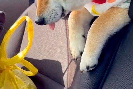 車でお出かけをしている犬→途中で眠たくなってしまい、後部座席から…あまりにも尊い光景に悶絶「この世のものとは思えない可愛さ」「ベロ最高」