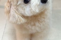 『犬が首をかしげる音』を聞かせた結果→思った以上に反応して…吹っ飛んでいきそうな『想像以上の動き方』が66万再生「可愛すぎ」「あざとい」
