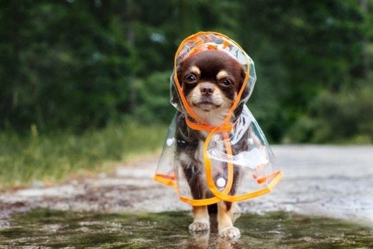 雨の日に『犬の散歩』注意点とは?出かける前に必ずすべき事前準備まで解説