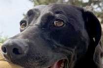 大きなボールが好きな大型犬→『さすがに咥えられないかな』と思っていたら…想像を超える光景に2万いいね「二個持ち凄すぎて草」「可動域がｗ」