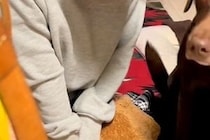 『お腹が痛い』と苦しんでいたら、見ていた大型犬が『大丈夫？』と近づいてきて…『心配の表情』に感動「顔だけで気持ち伝わる」「なんていい子」