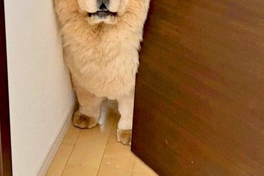 『オットセイのような声』が聞こえたので見に行った結果→犬がドアで困り果てていて…まさかの光景と表情に2万いいね「絶望ww」「切ない目」