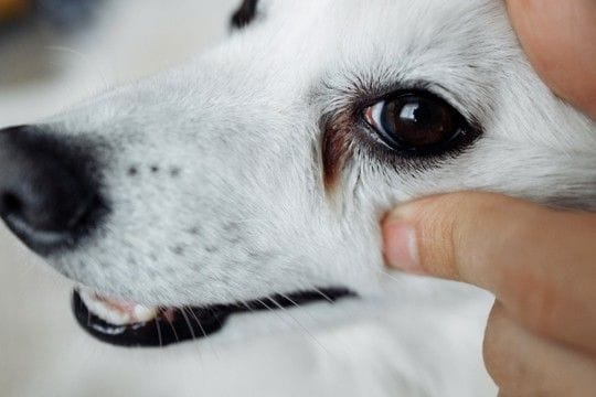 犬の『涙やけ』が悪化するNG習慣5選 今すぐ改善すべきタブー行為や対処法まで