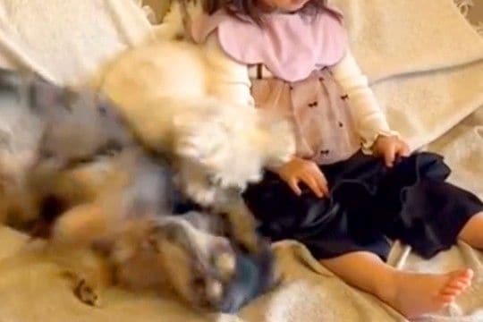 女の子が『0歳の頃から犬と一緒に育った』結果→隣で大暴れしていても…環境に慣れすぎた『まさかの表情』が401万再生「悟りの境地で草」