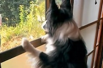 4日間、家を留守にした結果→帰宅後に犬が『文句』を言ってきて…まるで『彼女のような光景』が83万再生「嬉しいくせにｗ」「愛されてる」