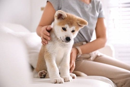 犬を飼ったばかりの人がぶつかる4つの壁 念願の愛犬との暮らしを充実させるための心得とは?