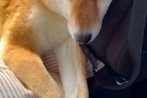 車で犬を病院へ連れて行った結果→『大好きな先生』が現れると…尊すぎる再会と『帰り道の表情』が27万再生「愛情表現最高」「もぉぉ可愛い」