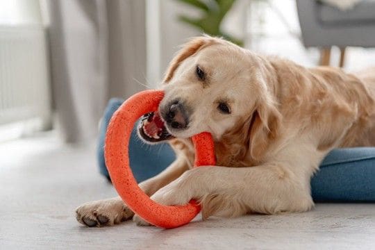 犬が『おもちゃに執着している』ときの心理3つ　離してくれないときはどうしたらいいの？