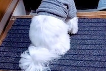 歯医者に行くため『おばあちゃんに犬を預けた』結果→様子が送られてきて…今すぐ帰りたくなる『玄関の光景』に感動「涙でる」「ほんと可愛い」