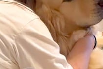 『ドラマで号泣する娘』に抱きつかれた大型犬→『どうすればいいですか…？』助けを求めている表情が80万再生「優しい」「安心して泣ける場所」