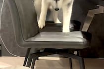 ふいに椅子に乗ってしまった大型犬→降りるのが怖くなり…『抱っこで降ろして』とおねだりする光景が赤ちゃんすぎると反響「甘えてて可愛いｗ」