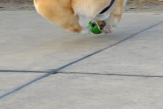 何気なく『ボール遊びをする犬』を撮影したら→思いもよらない『まさかの一枚』が11万表示「ボールそのものになってて草」「どうなってるのw」