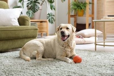 室内飼いの犬