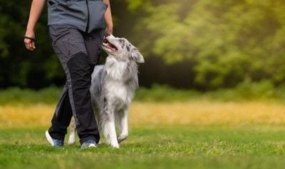 トレーニングする犬