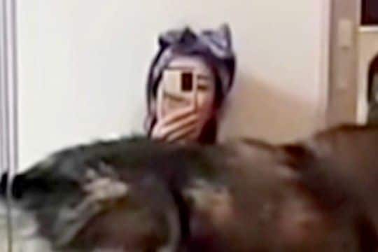 『それは無理やろww』どうしても膝に乗りたい大型犬→無理やりねじこんできて…サイズがおかしい『まさかの光景』が64万再生「クッションで草」