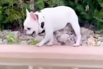 他の犬から逃げていたワンコ→池の近くまできた結果…おっちょこちょいすぎる『ハプニング』に爆笑「可哀想だけど激かわｗ」「何回も見てしまう」