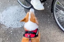 『学校帰りのお姉ちゃん』に遭遇した犬→お散歩を続けようとした結果…『まさかの行動』が愛に溢れていると25万再生「笑った」「大好きなんだ」