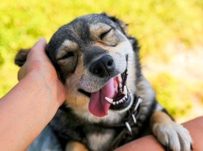 笑顔で頭を撫でられる犬