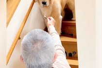 『おじいちゃんとの留守番』を大型犬にお願いした結果→『置いて行かれる』と察して…わかりやす過ぎる態度が41万再生「感情がｗ」「疑いの目」