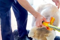 病院が大嫌いな秋田犬→名前を呼ばれると、全力拒否をして…わかりやす過ぎる『ぴえん顔』が33万再生「ハンドブレーキｗ」「観客わいてて好き」