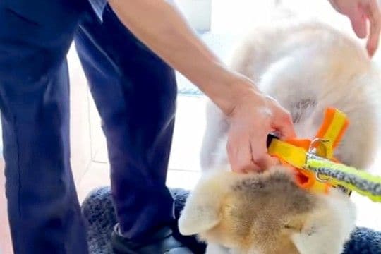 病院が大嫌いな秋田犬→名前を呼ばれると、全力拒否をして…わかりやす過ぎる『ぴえん顔』が33万再生「ハンドブレーキw」「観客わいてて好き」