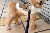 強風の日、外に出た『もふもふの犬』→顔面の形が変わってしまい…『同じ犬とは思えない光景』に爆笑の声「空飛んできた帰り？」「可愛いｗ」
