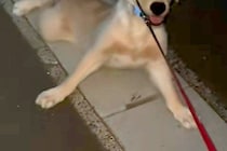 子犬を散歩して40分後→家が近付くと『帰りたくない』と駄々をこね…感情が出すぎている『帰宅拒否』が36万再生「延長確定で草」「境界線ｗ」